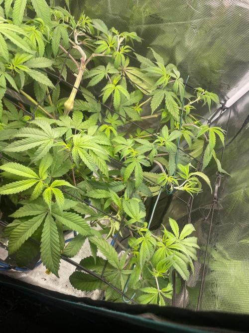 Jelly Breath. Week 9