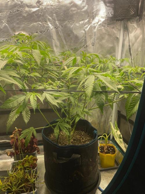 Jelly Breath. Week 9