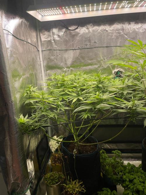 White Choco. Week 9