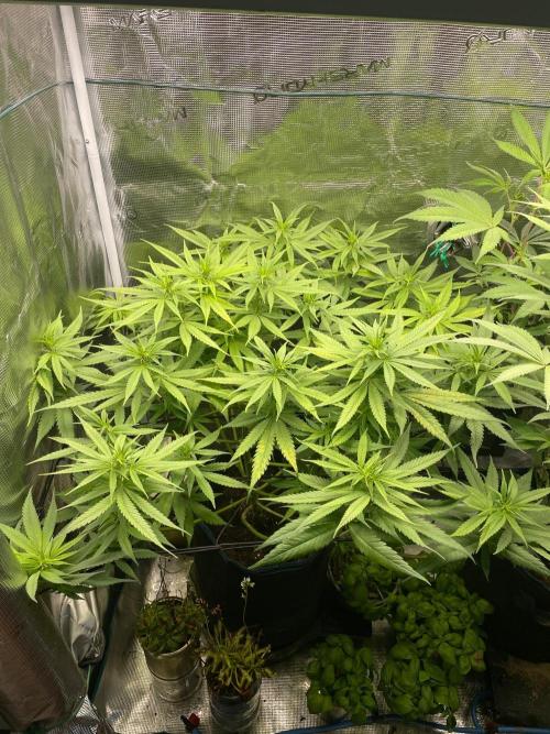 White Choco. Week 9