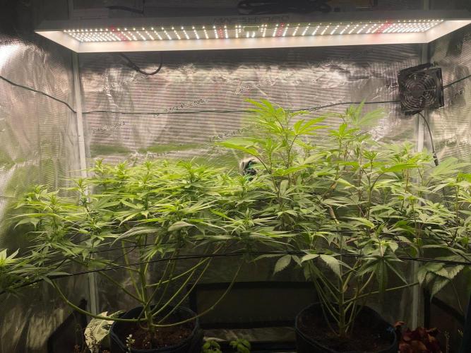 Jelly Breath. Week 10