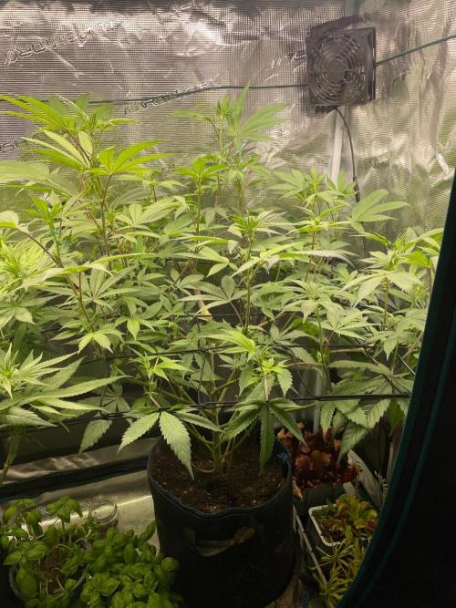 Jelly Breath. Week 10