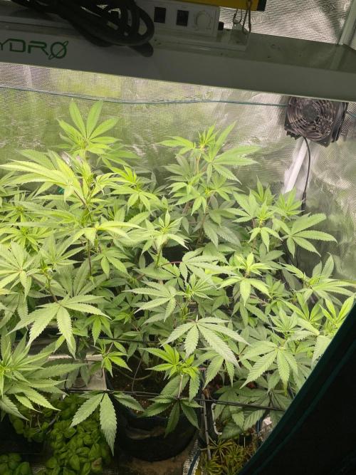 Jelly Breath. Week 10