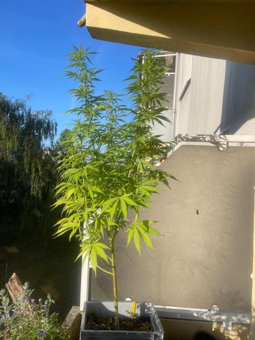 Tropicanna Poison. Week 16