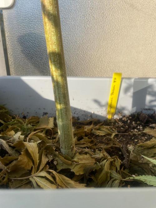 Tropicanna Poison. Week 16