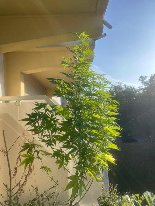 Alaskan Do-Si-Dos. Week 16