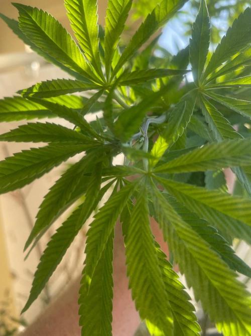 Alaskan Do-Si-Dos. Week 16