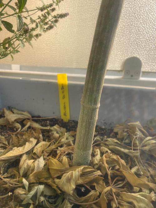 Alaskan Do-Si-Dos. Week 16