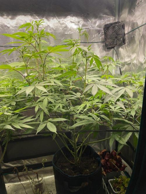 Jelly Breath. Week 11