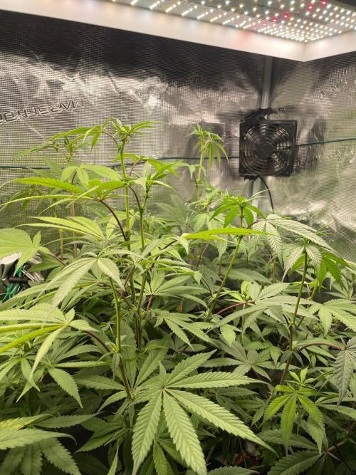 Jelly Breath. Week 11