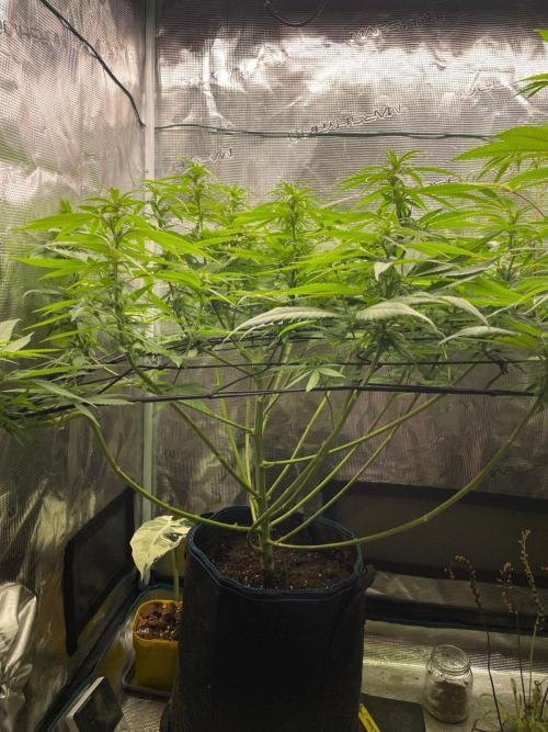 White Choco. Week 10