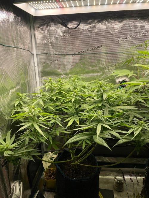 White Choco. Week 10
