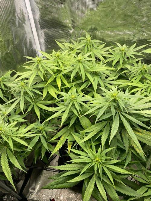 White Choco. Week 10