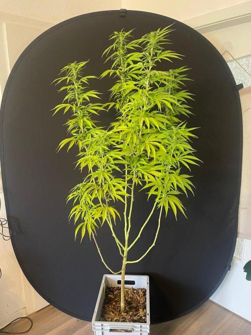 Tropicanna Poison F1 Fast Version. Week 17