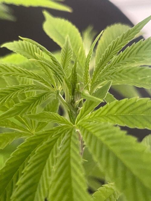 Alaskan Do-Si-Dos. Week 17