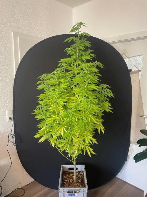 Alaskan Do-Si-Dos. Week 17