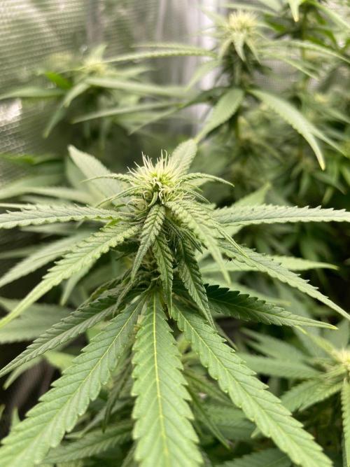 White Choco. Week 11