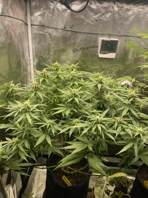 White Choco. Week 11