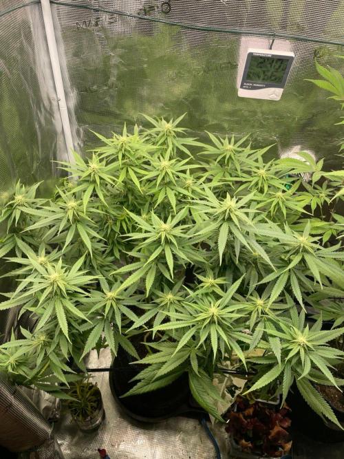 White Choco. Week 11