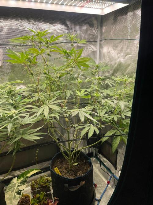 Jelly Breath. Week 12