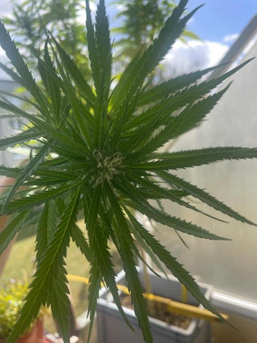 Tropicanna Poison. Week 18