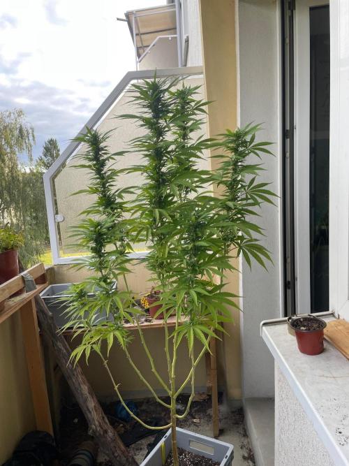 Tropicanna Poison. Week 19