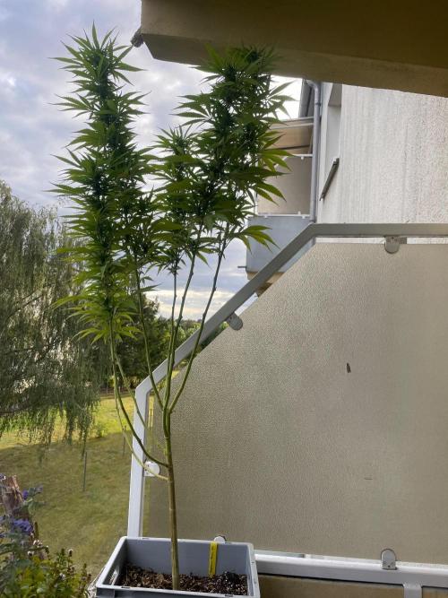 Tropicanna Poison. Week 19