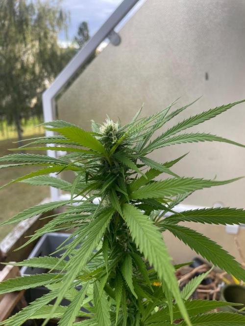 Tropicanna Poison. Week 19