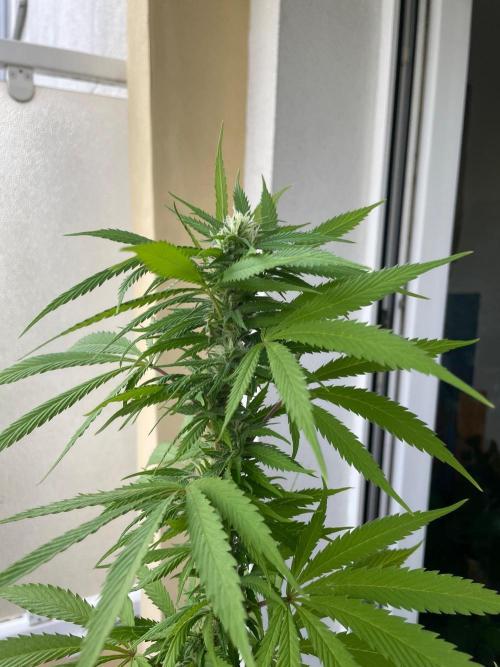 Tropicanna Poison. Week 19
