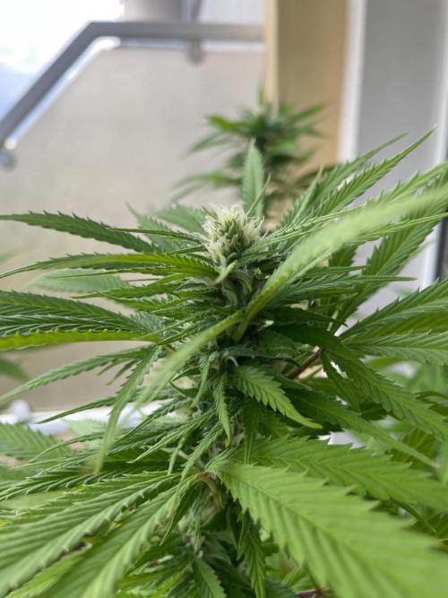 Tropicanna Poison. Week 19