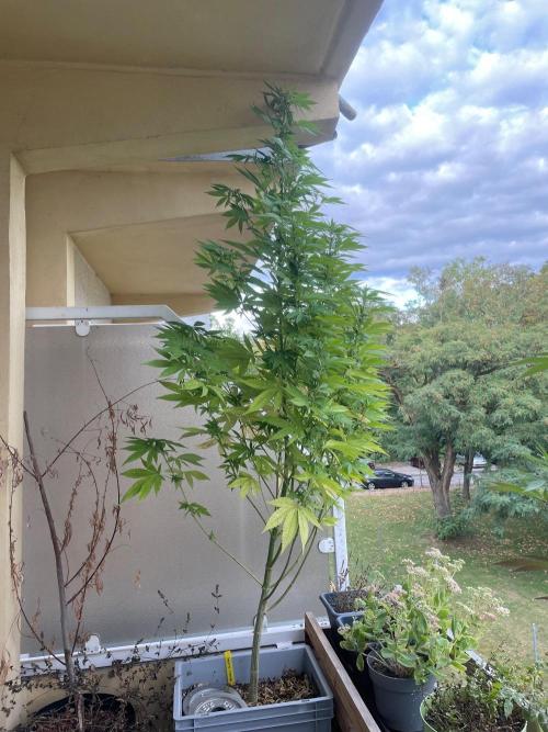 Alaskan Do-Si-Dos. Week 19