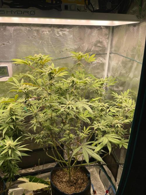 Jelly Breath. Week 13