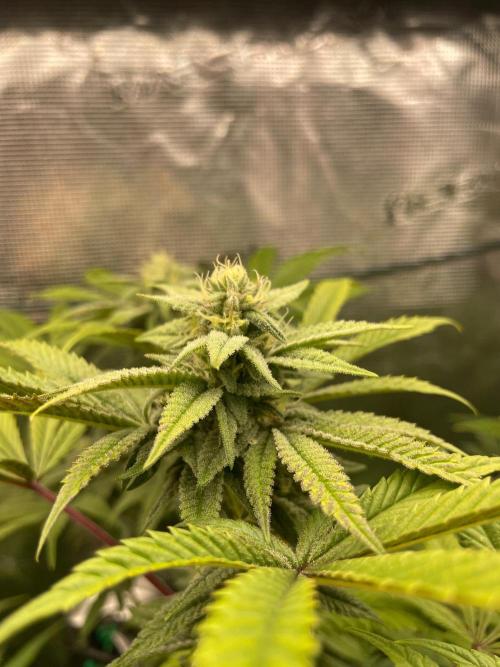 Jelly Breath. Week 13