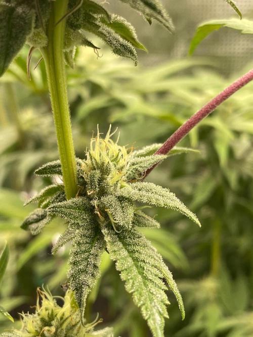 Jelly Breath. Week 13