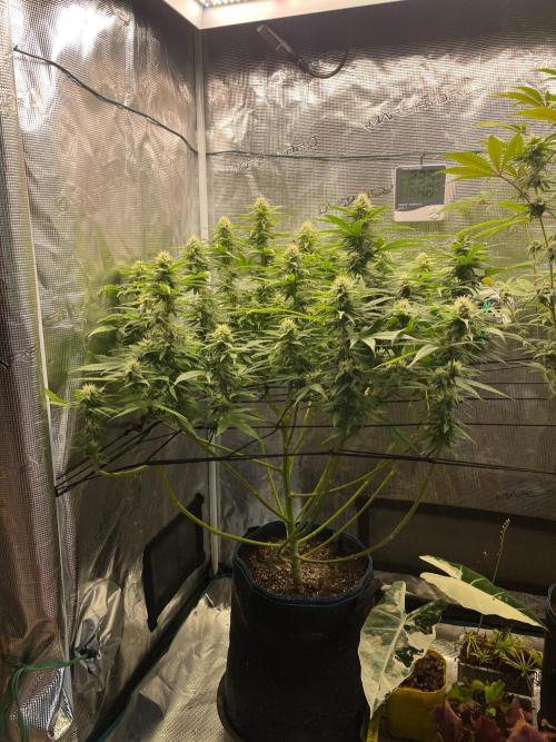 White Choco. Week 12