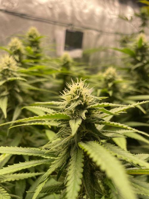 White Choco. Week 12