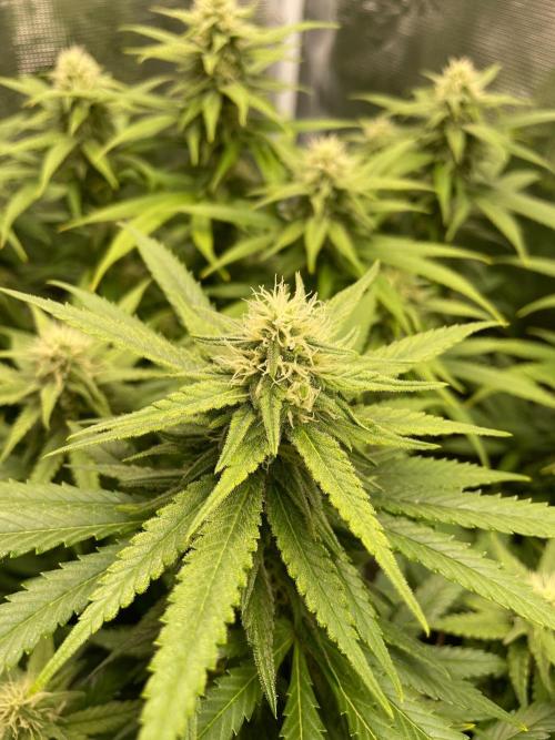 White Choco. Week 12