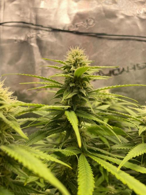 White Choco. Week 12