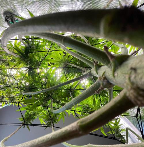 Grow Tent 120x60x180. Week 12