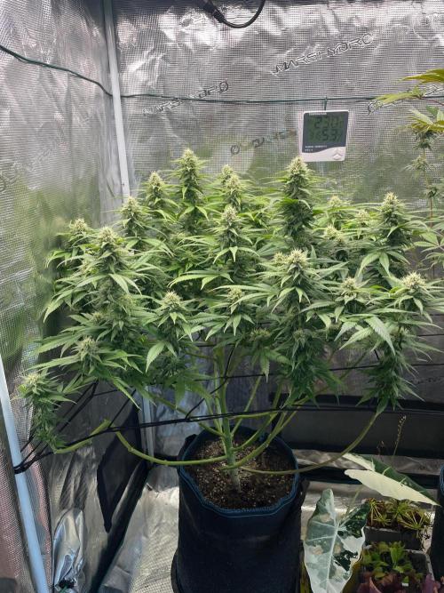 White Choco. Week 13