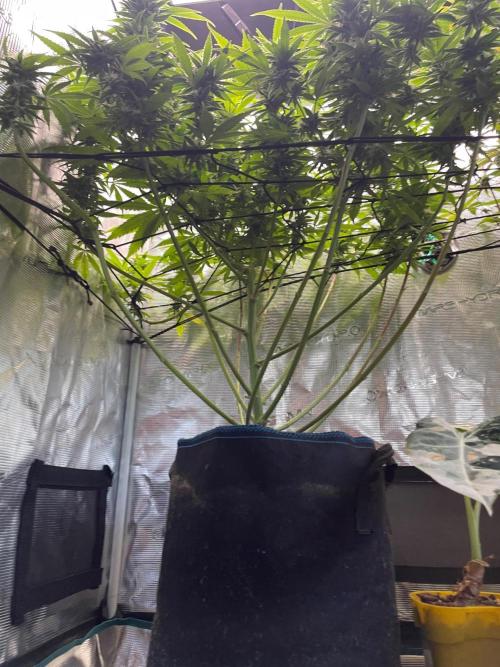 White Choco. Week 13