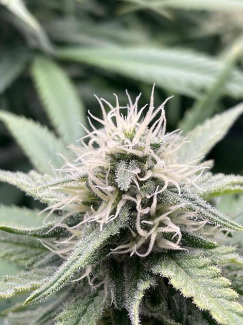 White Choco. Week 13
