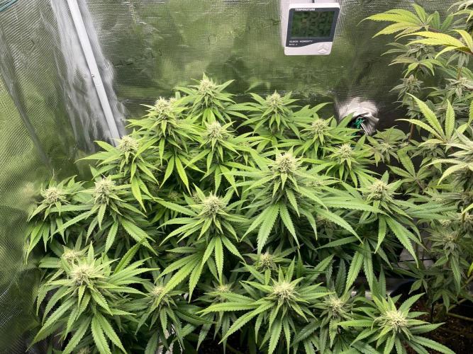 White Choco. Week 13