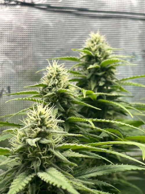 White Choco. Week 13