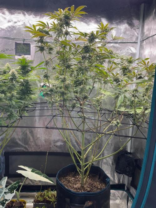 Jelly Breath. Week 14