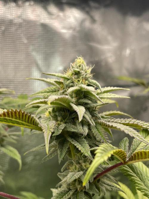 Jelly Breath. Week 14