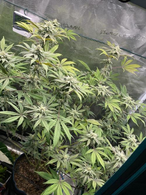 Jelly Breath. Week 14