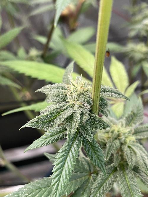 Jelly Breath. Week 14