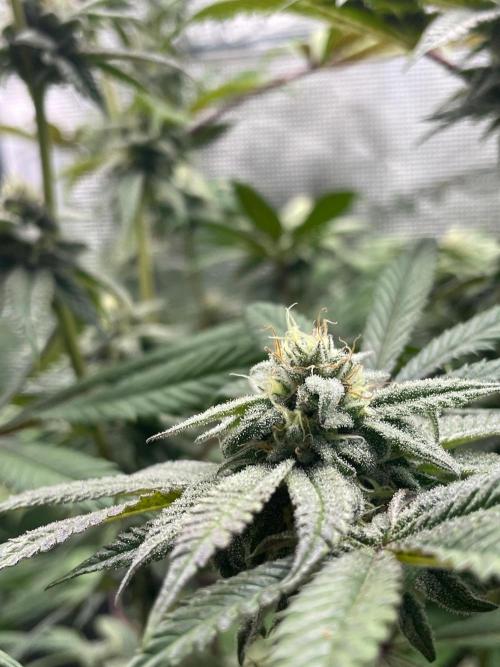 Jelly Breath S1. Week 14