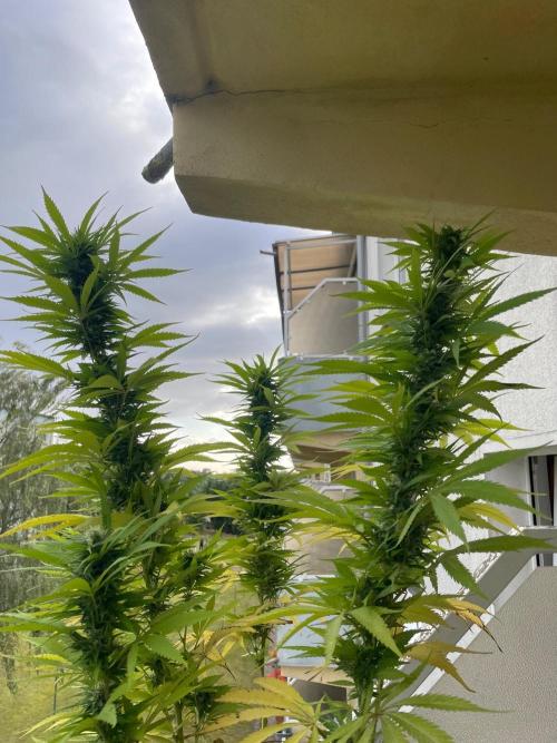Tropicanna Poison. Week 20